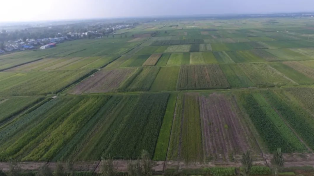 被曝光要占1.5万亩农田 河南首富55个养猪场被叫停